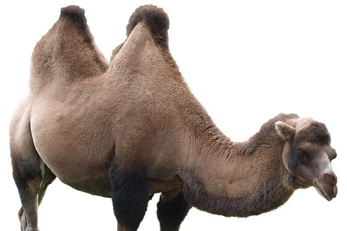 definition-camel-case.jpg